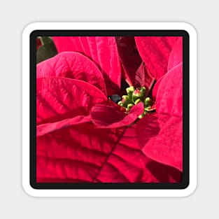 Red Poinsettia for Peace, Joy, Harmony and a Joyous Christmas Magnet