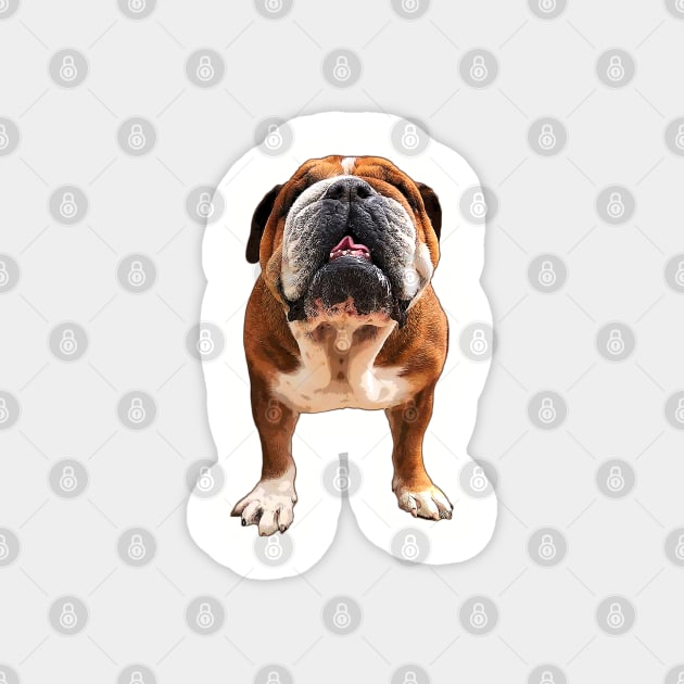 Bulldog English / British / American Dog Magnet by ElegantCat