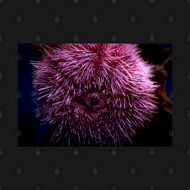 Pink Sea Urchin by arc1