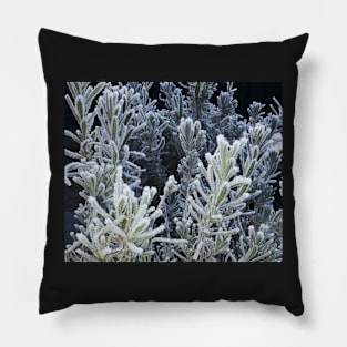 Winter, frozen lavender. Pillow