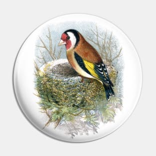 European goldfinch (Carduelis carduelis) Pin