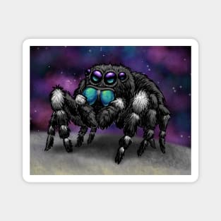 Bold Jumping Spider in Space Magnet