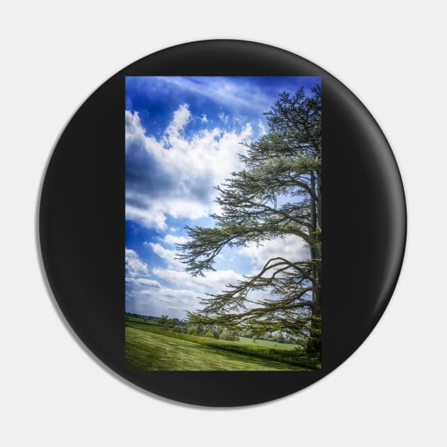 Cedar of Lebanon tree with blue sky Pin by heidiannemorris