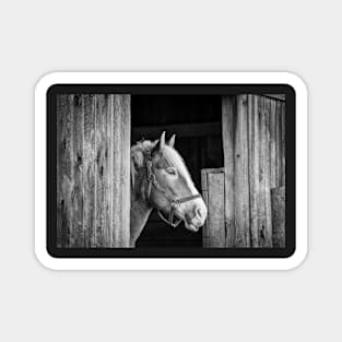 "Beauty in the Barn" - Black & White Magnet