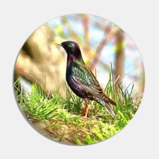 Beautiful starling Pin