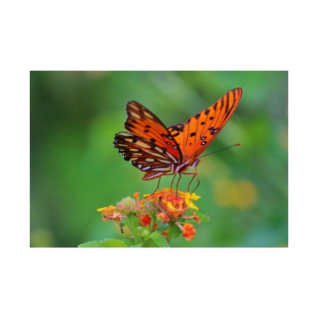 Gulf Fritillary On Lantana by Cynthia48