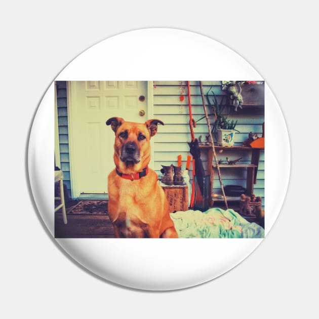 Black mouth cur dog. Pin by Nalidsa