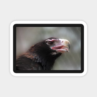 Wedge-Tailed Eagle Magnet