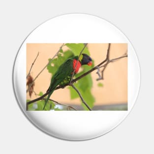 Rainbow Lorikeet Pin