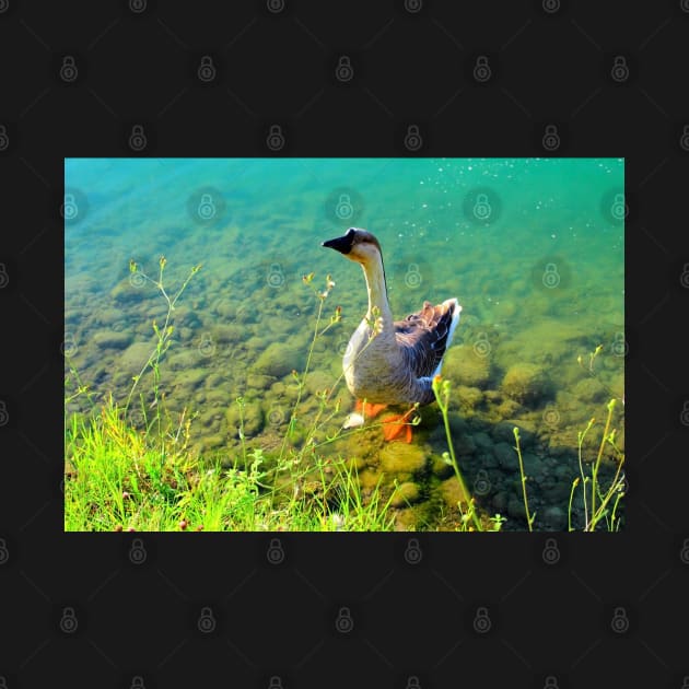 View from Santarelli lakes with a goose walking on some rocks in the aquamarine lake with fresh greenery by KristinaDrozd