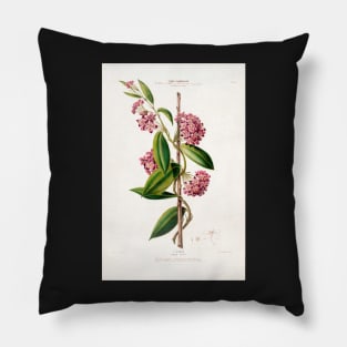 Hoya carnosa - botanical illustration Pillow