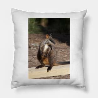 Brush Tailed Rock Wallaby Pillow