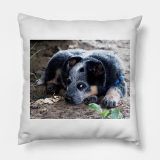 52017 pup1 Pillow