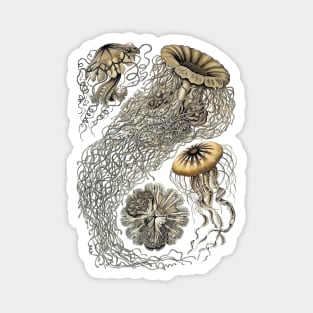 Ernst Haeckel  Jellyfish Sepia Magnet