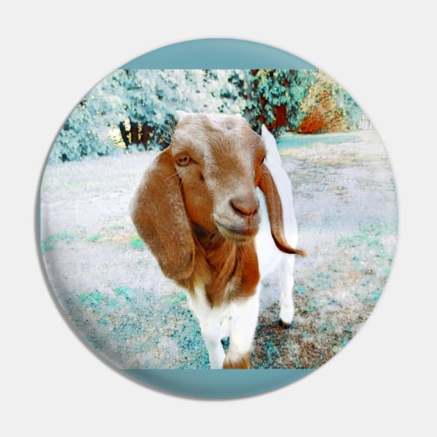 Pin on Goats