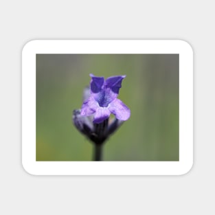 Lavender flower close-up Magnet