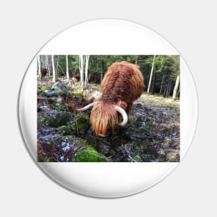 Scottish Highland Cattle Cow 2296 Pin