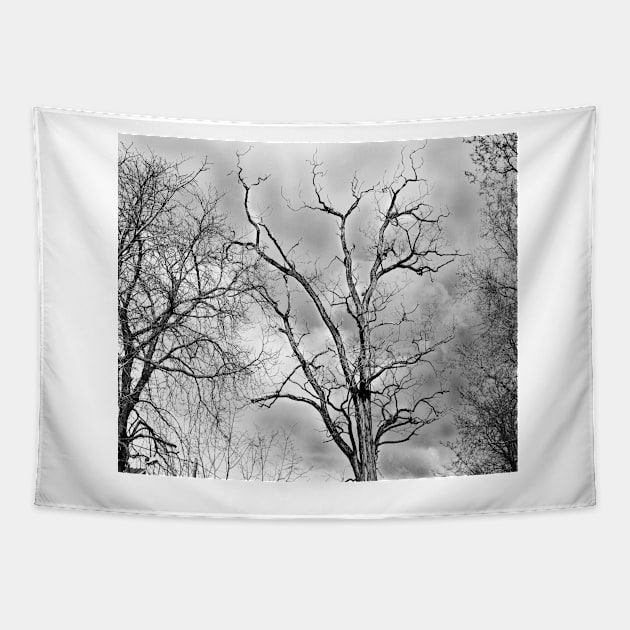 tree, autumn black and white design - Old tree Tapestry by Hujer