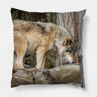 Eastern Timber Wolf Pillow