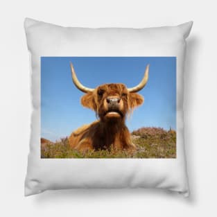 Highland Cow Pillow