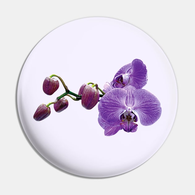 Purple Orchids With Buds Pin by SusanSavad