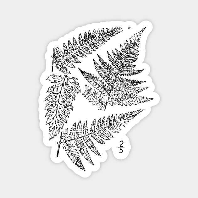 Botanical Scientific Illustration Black and White Fern Magnet by pahleeloola