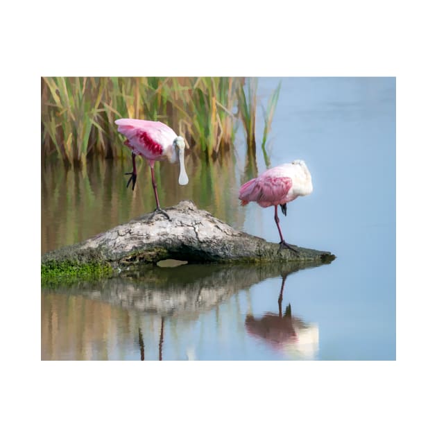 Roseate Spoonbills Resting Time by Debra Martz