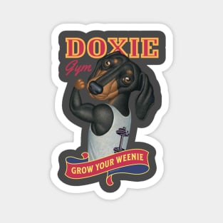 Dachshund going to Doxie Gym to grow your weenie with red trim Magnet
