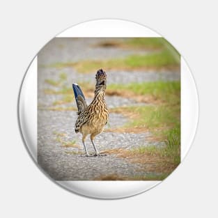 One Very Surprised  Roadrunner by Debra Martz Pin