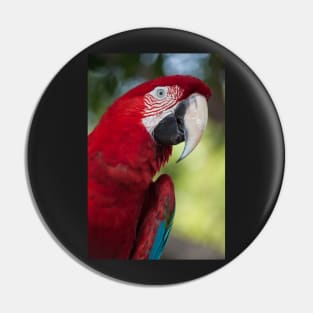 Scarlet Macaw Pin