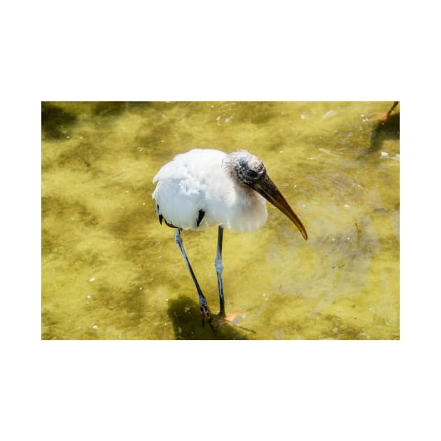 Wood stork by KensLensDesigns