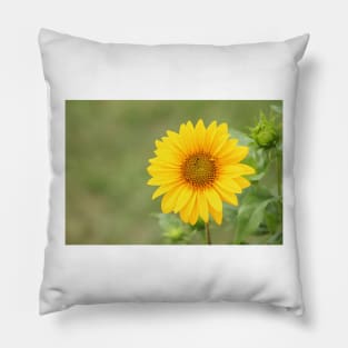 Sunflower, nature photography, single flower Pillow