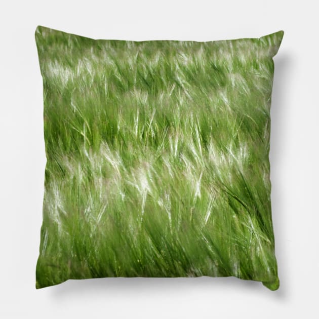 Barley being blown in the wind - Yorkshire, UK Pillow by richflintphoto