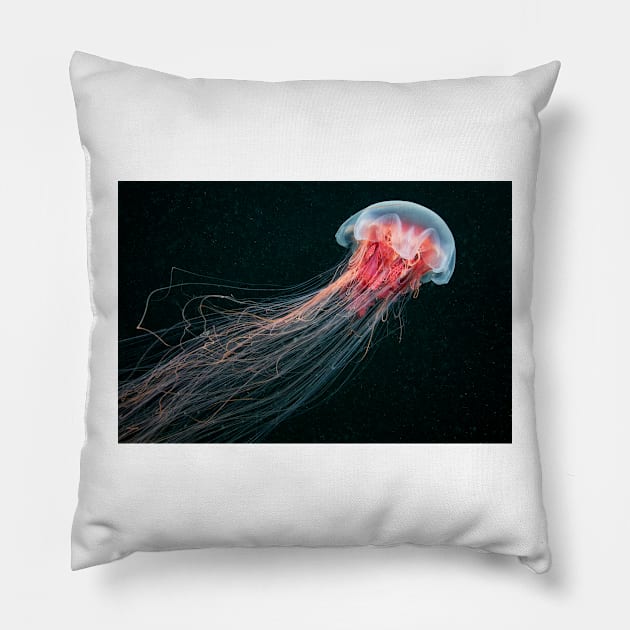 Lion's mane jellyfish (C010/4633) Pillow by SciencePhoto