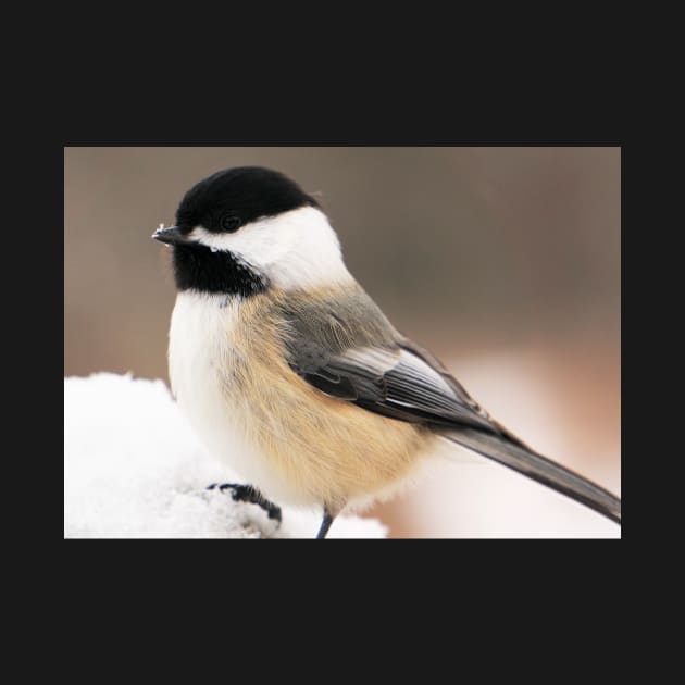 Cute Fluffy Chickadee in the Snow by 1Redbublppasswo