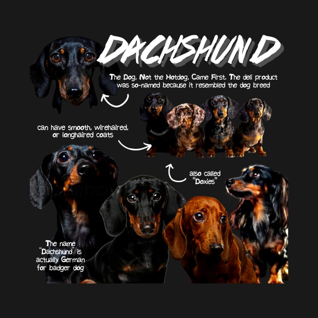 Dachshund Fun Facts by Animal Facts and Trivias