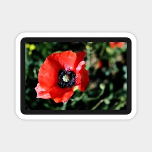 Red Poppy Flower Magnet