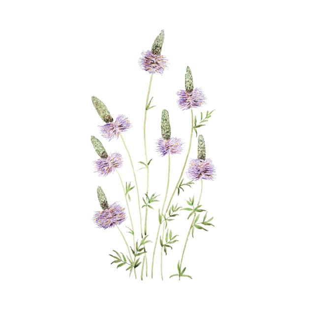 purple prairie clover watercolor by colorandcolor