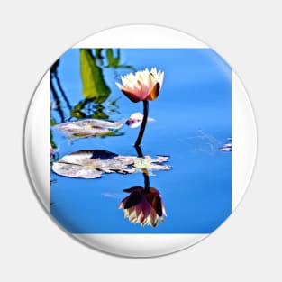 White Water Lily in the Sun Pin