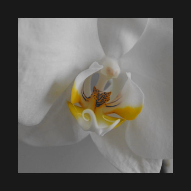 White Orchid by k-creatif