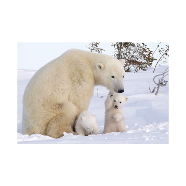 Mother polar bear & her two cubs by mjoncheres