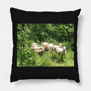 A Flock of Sheep in a Green Pasture Pillow