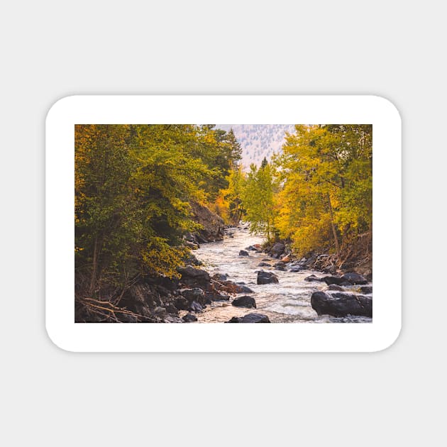 River Through Autumn Forest Magnet by Amy-K-Mitchell