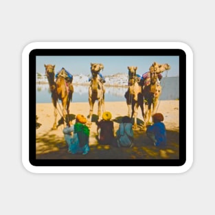 Camels of India! Magnet