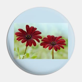 Osteospermum  Serenity Red African daisy Pin