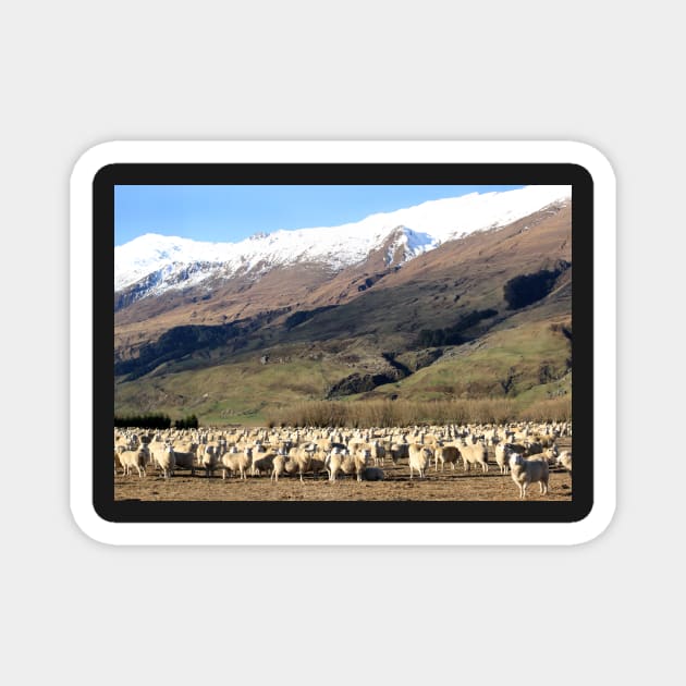 New Zealand sheep Magnet by charlesk