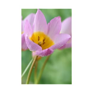 Tulipa saxatilis Bakeri Group  &#39;Lilac Wonder&#39; T-Shirt