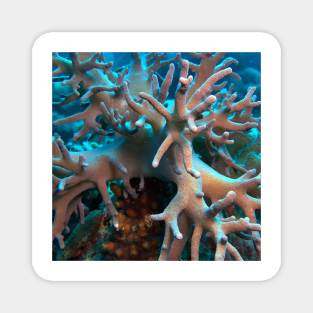 Branching Soft Coral Magnet