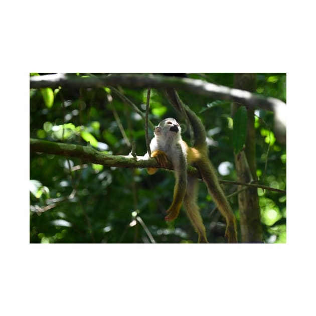 Squirrel Monkey at Rest by cbernstein