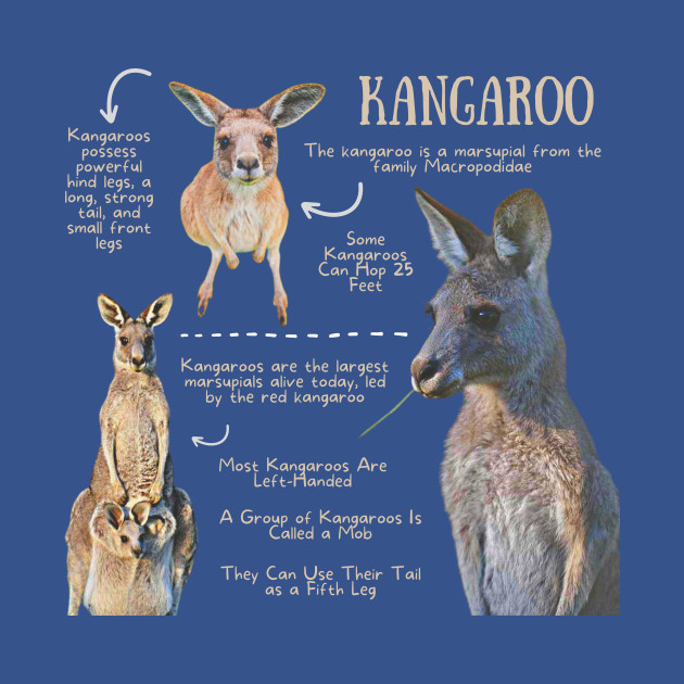 Discover Animal Facts - Kangaroo - Kangaroo - T-Shirt